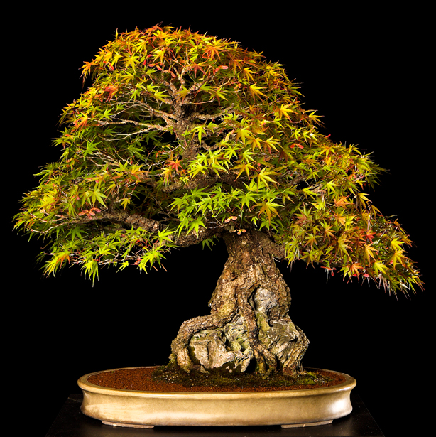 Bonsai, cay canh nghe thuat, cây cảnh nghệ thuật, cay the, cây thế, triển lãm bonsai, trien lam bonsai, triển lãm cây thế, trien lam cay the